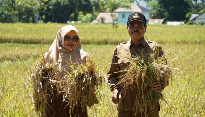 Kadistan Aceh Besar Panen Raya Padi Di Teureubeh Jantho