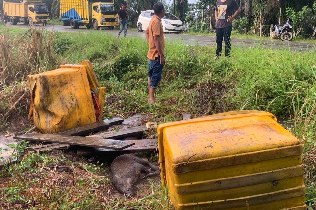 Gran Max Bawa Babi Tergelincir Ke Jurang Gunung Trans