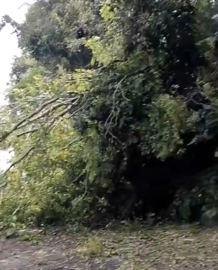 Gercep Polsek Parapat Atasi Pohon Tumbang Di Jalan P. Siantar - Parapat