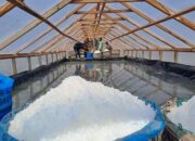 El Nino Untungkan Petani Garam Aceh Utara