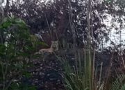 WARGA Dusun Aras Napal, Desa Bukit Mas, Kec. Besitang, merekam sosok harimau. Waspada/Ist
