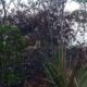 WARGA Dusun Aras Napal, Desa Bukit Mas, Kec. Besitang, merekam sosok harimau. Waspada/Ist