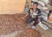 Di Abdya, Harga Kakao Tembus Rp139.800 Per Kilogram