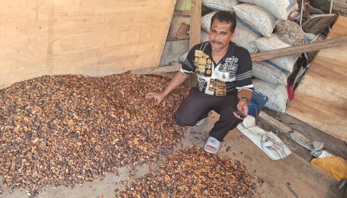 Di Abdya, Harga Kakao Tembus Rp139.800 Per Kilogram