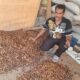 Salah seorang pengepul menampakkan kakao kering di tempat penampungan, kawasan Geulumpang Payong, Kecamatan Blangpidie, Abdya. Senin (1/4).Waspada/Syafrizal
