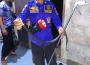 Kobra Dievakuasi Dari Kamar Mandi Rumah Warga