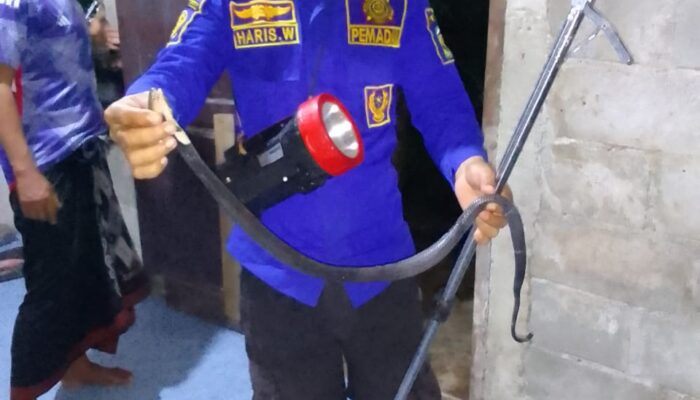 Kobra Dievakuasi Dari Kamar Mandi Rumah Warga