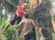 Pria Lansia Terjebak Di Pohon Aren