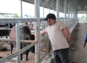 Pj Bupati Yakin Aceh Besar Punya Potensi Kembangkan Sapi Berkualitas