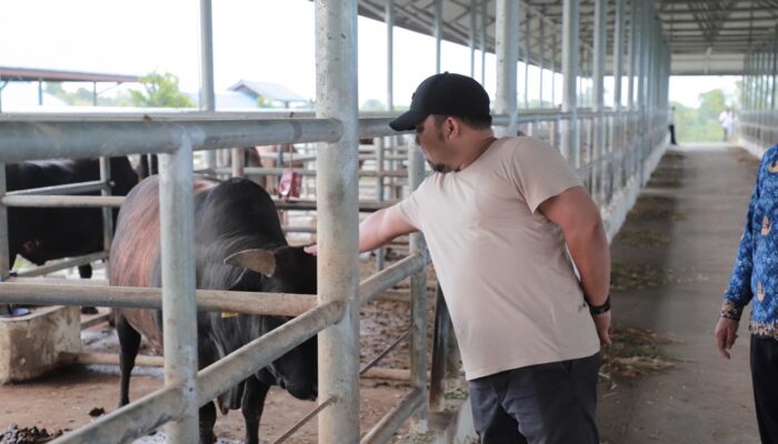 Pj Bupati Yakin Aceh Besar Punya Potensi Kembangkan Sapi Berkualitas