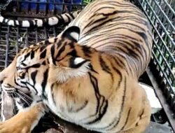 Mobil Yang Ditumpangi Kasek SDN Aras Napal Dilompati Harimau