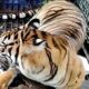 HARIMAU yang berhasil diamankan petugas BKSDA Kementerian LHK beberapa waktu. Waspada/Ist