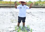 Wabup Simalungun, H Zonny Waldi saat menghadiri acara Launching Gerakan Tanam, mendukung program Ketahanan Pangan Nasional Tahun 2024 di Kabupaten Simalungun Wilayah Kodim 0207/SML, berlangsung di lahan pertanian padi sawah milik warga Nagori Silau Malaha, Kecamatan Siantar, Simalungun, Sumut, Selasa (2/4).(Waspada/ist)