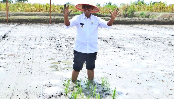 Dukung Ketahanan Pangan, Wabup Simalungun Launching Gerakan Tanam