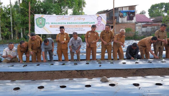 Dinas Pertanian Padangsidimpuan Tanam Bibit Cabai Di Atas Lahan 10 Ha