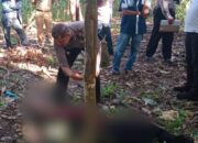 Laki-laki Berusia 42 Tahun Ditemukan Tewas Di Perladangan Di Girsang
