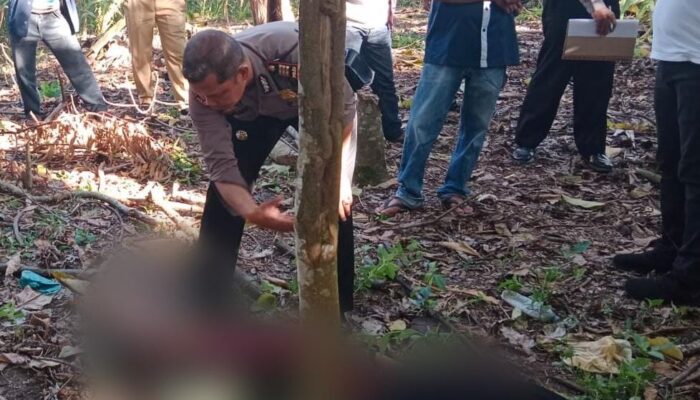 Laki-laki Berusia 42 Tahun Ditemukan Tewas Di Perladangan Di Girsang