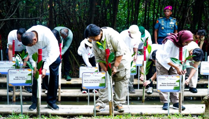 Inisiatif Media Untuk Mitigasi IklimTanam 25.000 Mangrove