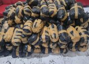 Polda Aceh Ungkap Kasus Narkotika, 300 Kg Ganja Siap Edar Diamankan