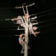 Petugas PLN ULP Tarutung sedang melakukan pemulihan Jaringan Tegangan Menengah (JTM) pasca cuaca ekstrem di Kabupaten Tapanuli Utara, Sumatera Utara, Sabtu (4/5) dini hari.