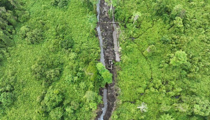 Setop Penghancuran Rumah Terakhir Orang Utan Di Babahrot