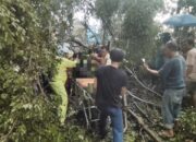 IRT Pengendara Sepedamotor Tewas Tertimpa Pohon Di Jl. Imam Bonjol