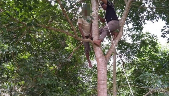 Warga Tapsel Bunuh Diri Di Pohon Jengkol