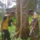 Penyidik Polsek Sibabangun sedang memeriksa kondisi pohon durian milik Toroziduhu Halawa. Waspada/ist