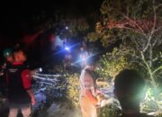 Pohon nangka patah ke badan jalan antardesa, kawasan Gampong (desa) Tumbo Baro, Kecamatan Kuta Malaka, Aceh Besar, yang mengakibatkan listrik padam di kawasan Samahani, Selasa (21/5) malam. (Waspada/Ist)