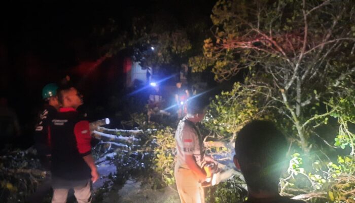 Pohon Tumbang Ke Jalan, Listrik Padam