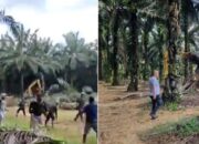 Akibat Sengketa Lahan, Karyawan PT ANJ Agri Dan PT SSL Bentrok