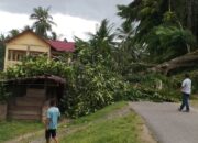 Satu Orang Meninggal Tertimpa Pohon Tumbang