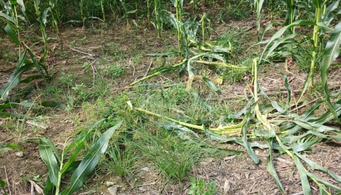 Lahan Kebun Warga Kluet Tengah Diamuk ‘Po Meurah’