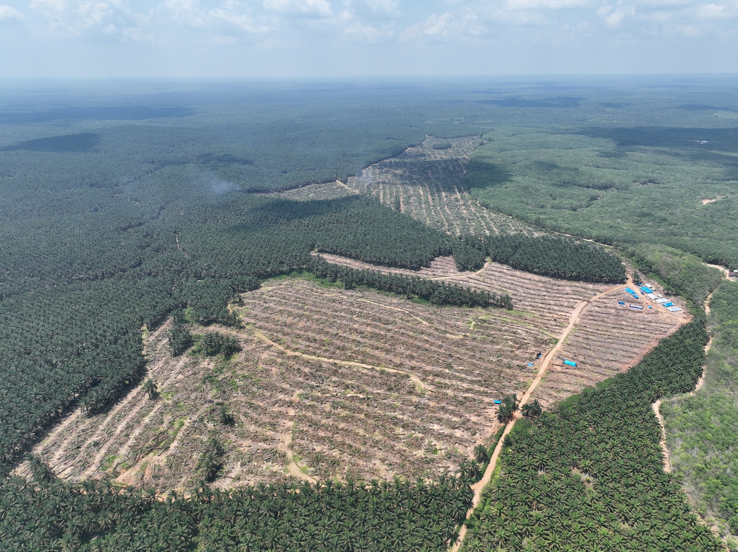 Lahan perkebunan kelapa sawit yang menjadi sengketa antara PT ANJA dan PT SSL di Kecamatan Huristak Kabupaten Padanglawas. (Waspada/Ist)