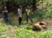 Harimau Mangsa Sapi Di Pedalaman Aceh Timur