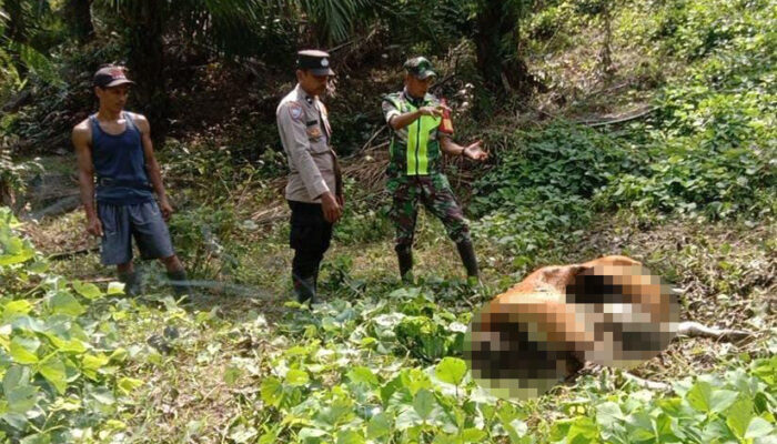 Harimau Mangsa Sapi Di Pedalaman Aceh Timur