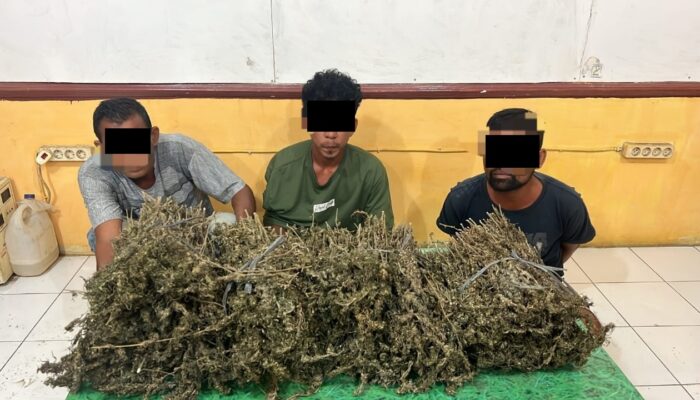 Polres Abdya Amankan 3 Penyalahguna Ganja