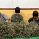 Petugas memperlihatkan 3 terduga penyalahgunaan narkotika jenis ganja, yang diamankan di kawasan wisata Pantai Cemara Indah, Kecamatan Susoh, pada Rabu (8/5malam ) lalu, di ruang Satres Narkoba Polres Abdya, Kamis (9/5).Waspada/Syafrizal