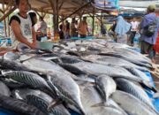 Sejak Bulan Lalu, Ikan Tongkol ‘Banjiri’ PPN Idi