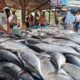 Pedagang ikan tongkol menunggu pembeli di Pasar PPN Idi, Aceh Timur, Minggu (5/5). Waspada/H. Muhammad Ishak