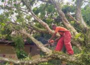 Angin Kencang Landa Aceh Besar, Pohon Tumbang Di Sejumlah Lokasi