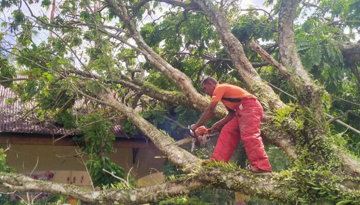Angin Kencang Landa Aceh Besar, Pohon Tumbang Di Sejumlah Lokasi