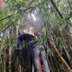 Rumpun Bambu Terbakar Di Indrapuri