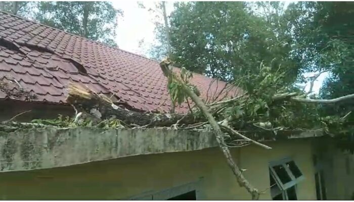 Pohon Tumbang Rusak Kantor PWI Aceh Besar