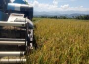 Panen Di Abdya Tidak Serentak, Harga GKP Tembus Rp6 Ribu Perkilogram