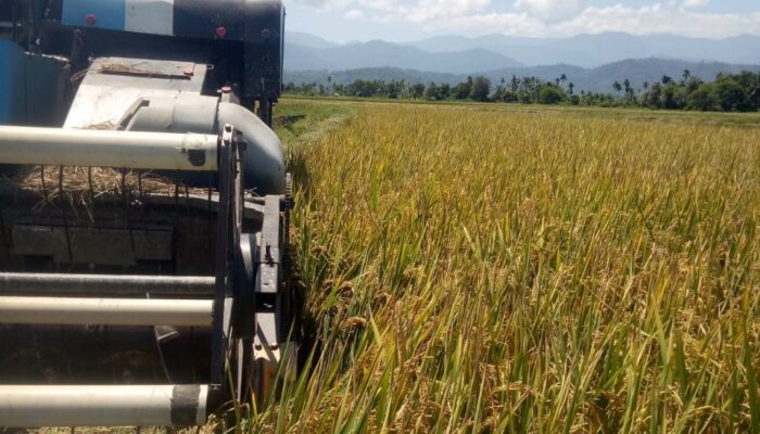 Panen Di Abdya Tidak Serentak, Harga GKP Tembus Rp6 Ribu Perkilogram