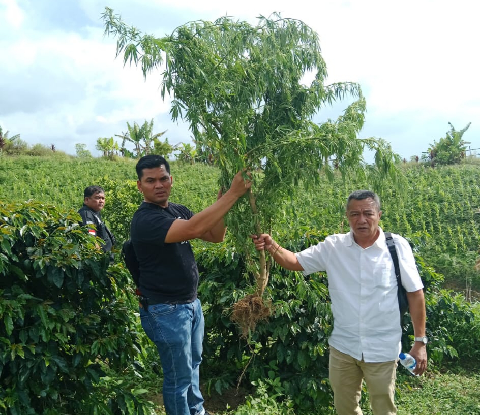Tanam Ganja Di Ladang Kopi, Suami Lari, Istri Dan Anak Ditangkap Polisi