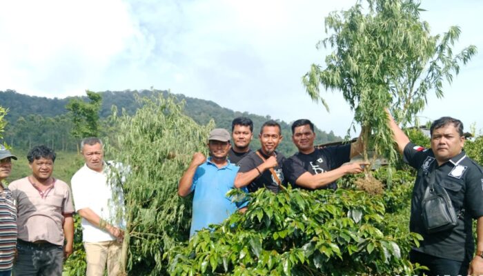 Tanam Ganja Di Ladang Kopi, Suami Lari, Istri Dan Anak Ditangkap Polisi