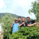 Tanam Ganja Di Ladang Kopi, Suami Lari, Istri Dan Anak Ditangkap Polisi