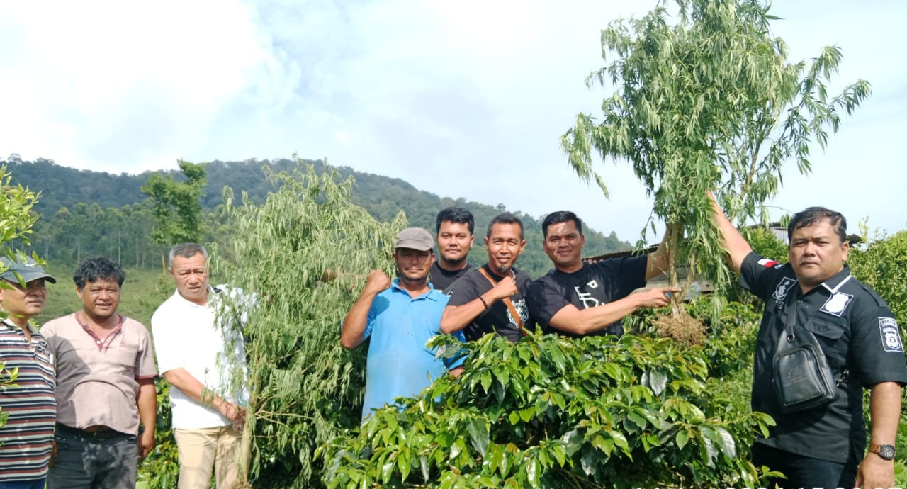Tanam Ganja Di Ladang Kopi, Suami Lari, Istri Dan Anak Ditangkap Polisi